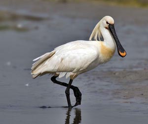 Цагаагчин халбагат